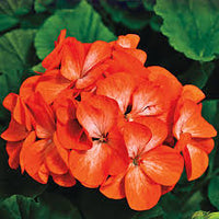 Orange Pelargonium Peltatum Flower Seeds for Planting Drought Tolerant Heirloom & GMO Free Seeds for Home Garden
 
 Sale