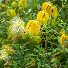 Yellow Tangutica Flower seeds for Planting - Cottage Garden Essential, Heirloom & GMO Free Seeds for Home Garden