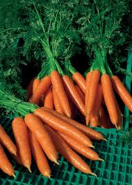 Mixed pack carrot plug plants ready for planting in a home vegetable garden.
