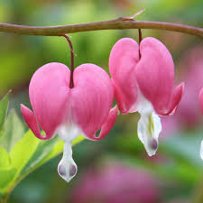 Light Pink Heart Flower Seeds for Planting Low Maintenance Heirloom & GMO Free Seeds for Home Garden
 
 Sale