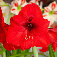 Gold Base Waxed Amaryllis Bulb for Indoor Decorative Floral Display