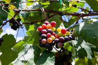 Grape vines growing as decorative greenery in a garden
