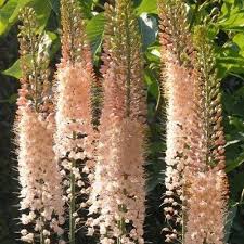 Eremurus Flower seeds for Planting - Shade Tolerant, Heirloom & GMO Free Seeds for Home Garden
