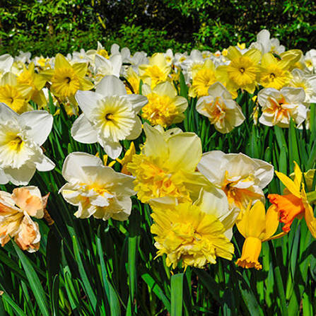 Mixed daffodil bulbs for perennial spring garden flowers