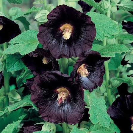 Tall Black Hollyhock flower spikes creating a dramatic garden display.
