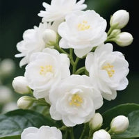 White Jasmine plant displaying white blooms and lush green foliage in a sunny garden.
