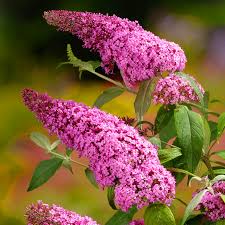 Pink Buddleia Flower Seeds for Planting Shade Tolerant Heirloom & GMO Free Seeds for Home Garden  Sale