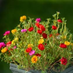 Moss Rose flowering plants with vibrant blooms in outdoor containers.

