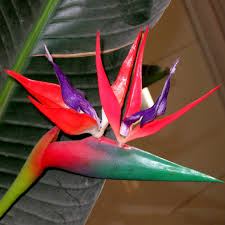 Red Strelitzia Reginae Seeds Flower seeds for Planting Low Maintenance Heirloom & GMO Free Seeds for Home Garden
