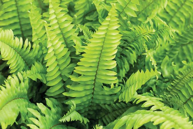 Carbeth Boston Fern growing in a decorative hanging container