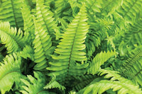 Carbeth Boston Fern growing in a decorative hanging container