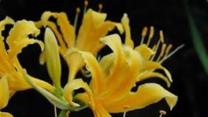 Yellow Higanbana Flower Seeds for Planting Bright Blooms Heirloom & GMO Free Seeds for Home Garden
 
 Sale
