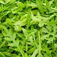 Green Rucola Vegetable Seeds for Planting