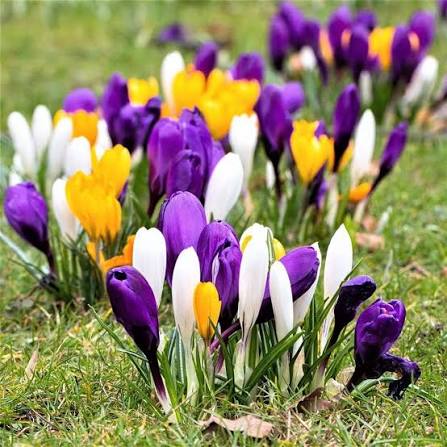 Mixed Crocus perennial flowers in different colors