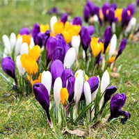 Mixed Crocus perennial flowers in different colors