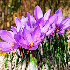 Tongariro Hardy Flower seeds for Planting - Perfect for Borders, Heirloom & GMO Free Seeds for Home Garden