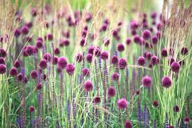 Sphaerocephalon Flower seeds for Planting - Sun Loving, Heirloom & GMO Free Seeds for Home Garden
 
 Sale seeds for planting in home garden