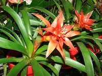 Hechtia Flower seeds for Planting - Seasonal Bloomer, Heirloom & GMO Free Seeds for Home Garden
 
 Sale seeds for planting in home garden