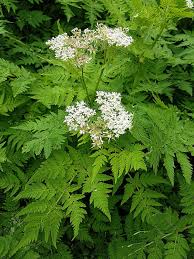 Cicely Myrrhis Odorata Flower seeds for Planting - Low Maintenance, Heirloom & GMO Free Seeds for Home Garden
 
 Sale for planting in home garden.