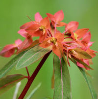 Red Griffithii Flower seeds for Planting - Wildflower Mix, Heirloom & GMO Free Seeds for Home Garden
 
 Sale for planting in home garden.