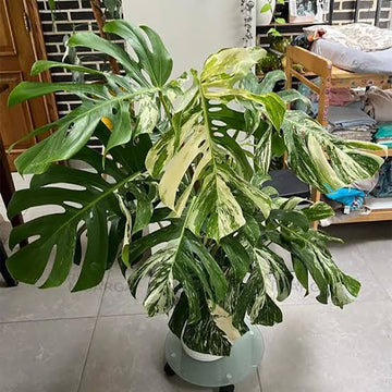 Variegated Monstera Thai Constellation with patterned green and cream leaves