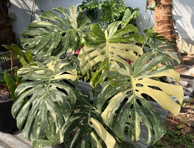 Tropical Monstera plant with decorative variegated foliage
