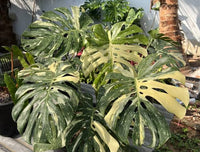 Tropical Monstera plant with decorative variegated foliage