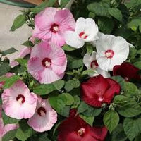 Orange Climbing Rose Flower seeds for Planting Fragrant Blossoms Heirloom & GMO Free Seeds for Home Garden