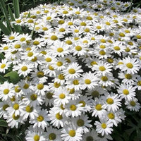 Leucanthemum Snow Lady Shasta Daisy with white flowers and yellow centers.
