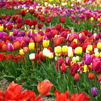 Mixed Tulip flowers with different colors and forms