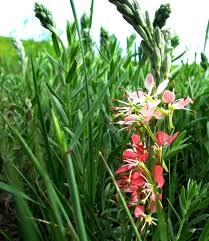 Red Gaura Flower seeds for Planting - Wildflower Mix, Heirloom & GMO Free Seeds for Home Garden