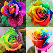 MultiColour Rose Flower Seeds for Planting Hardy Variety Heirloom & GMO Free Seeds for Home Garden
 
 Sale