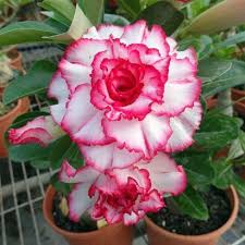 Pink White Adenium Obesum Flower seeds for Planting - Vibrant Colors, Heirloom & GMO Free Seeds for Home Garden