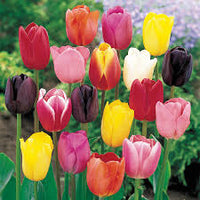 Tulip bulb mix planted in an outdoor garden bed