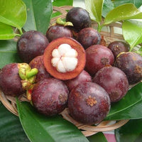 Tropical Mangosteen fruit tree with lush foliage
