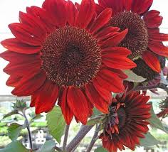 Sunflower Red Sun Seeds for Stunning Red-Orange Blooms