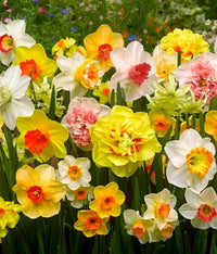 Daffodil flowers creating a bright spring garden display
