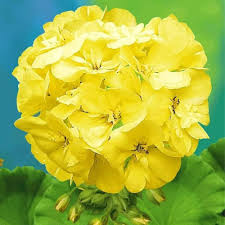 Yellow Geranium Pelargonium Flower Seeds for Planting Cottage Garden Essential Heirloom & GMO Free Seeds for Home Garden
 
 Sale