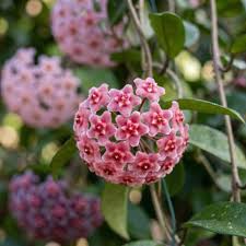 White Pink Hoya Flower Seeds for Planting Premium Quality Heirloom & GMO Free Seeds for Home Garden
 
 Sale