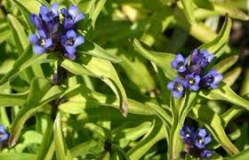 Gentiana Macrophylla Flower seeds for Planting - Premium Quality, Heirloom & GMO Free Seeds for Home Garden