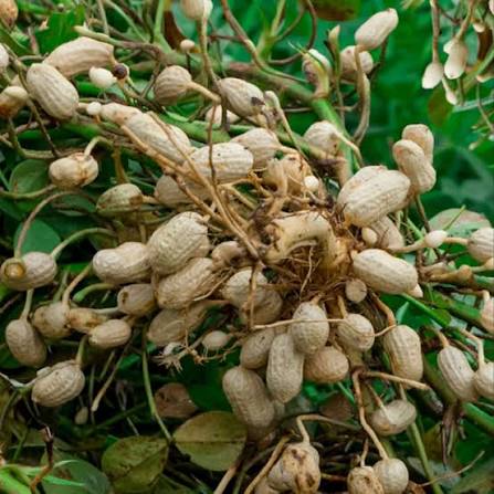 Healthy groundnut plants growing in a sunny home garden.