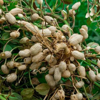 Healthy groundnut plants growing in a sunny home garden.