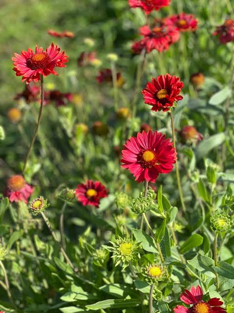Burgundy Blanket Flowers adding vibrant color to a garden border.
