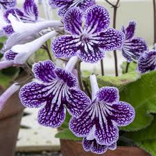 Violet and white Streptocarpus flowers blooming in a decorative planter.
