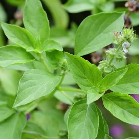 Lime Basil Seeds Heirloom Garden Herb for Home Planting