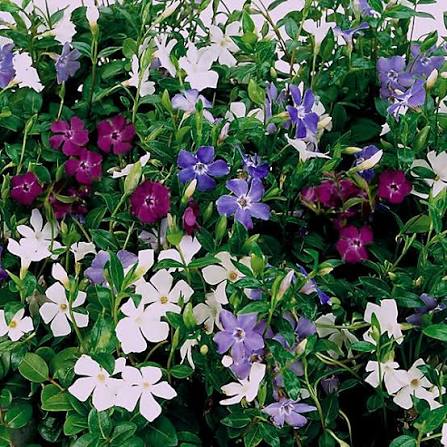 Colorful Periwinkle plants with mixed blooms in a shaded garden.
