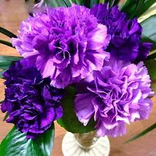 Violet Carnation Flower seeds for Planting Premium Quality Heirloom & GMO Free Seeds for Home Garden