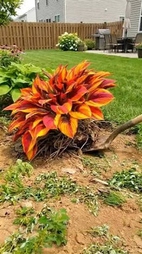 Healthy Orange Hosta growing in a decorative container on a patio.