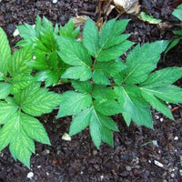 Ashitaba Herbal Planting Seeds for Planting – Heirloom, Non-GMO Herb Garden Seeds