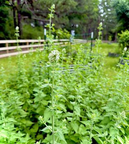Catnip Seeds | Heirloom Garden Herb for Planting